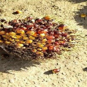 ripe_valid (119).jpg