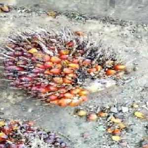 ripe_valid (124).jpg