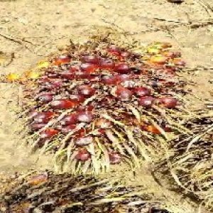 ripe_valid (132).jpg