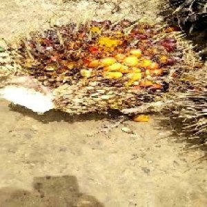 ripe_valid (139).jpg