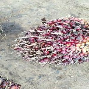 ripe_valid (193).jpg