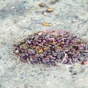 ripe_valid (195).jpg