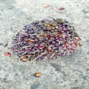 ripe_valid (196).jpg