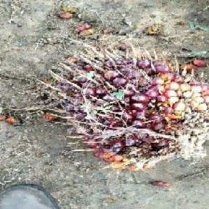 ripe_valid (199).jpg