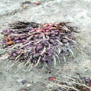 ripe_valid (204).jpg