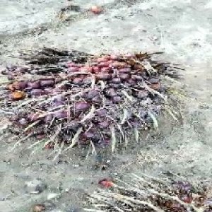 ripe_valid (205).jpg