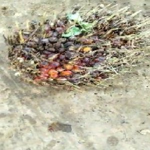 ripe_valid (206).jpg