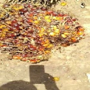 ripe_valid (212).jpg