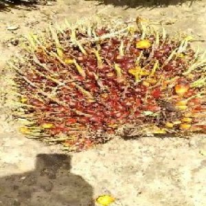 ripe_valid (215).jpg