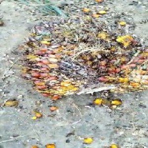 ripe_valid (217).jpg