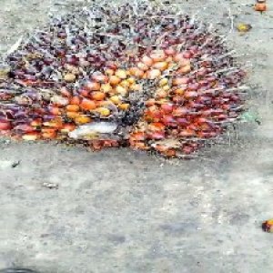 ripe_valid (223).jpg