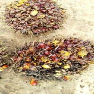 ripe_valid (230).jpg