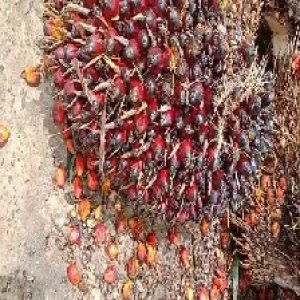 underripe_valid (1).jpg