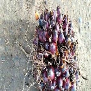 underripe_valid (11).jpg