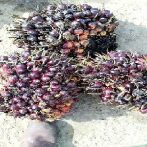 underripe_valid (118).jpg