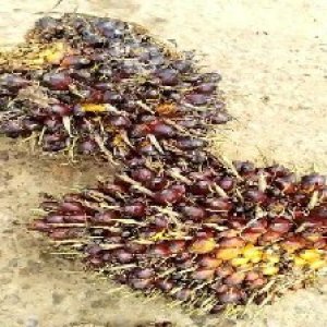 underripe_valid (121).jpg