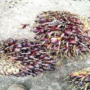 underripe_valid (122).jpg