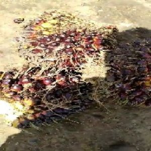 underripe_valid (124).jpg