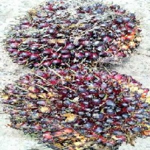 underripe_valid (127).jpg