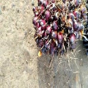 underripe_valid (13).jpg