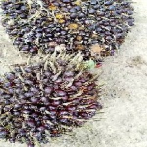 underripe_valid (138).jpg