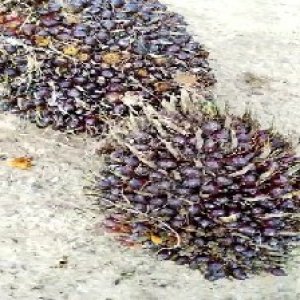 underripe_valid (139).jpg