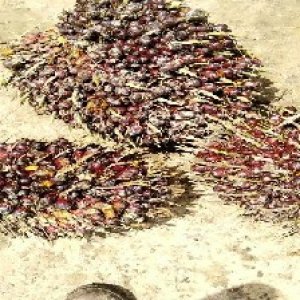 underripe_valid (140).jpg