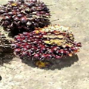 underripe_valid (191).jpg