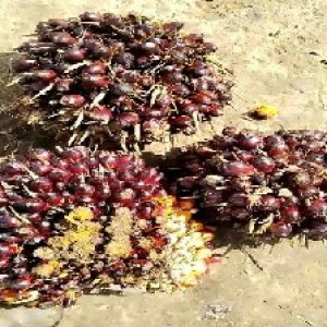 underripe_valid (192).jpg