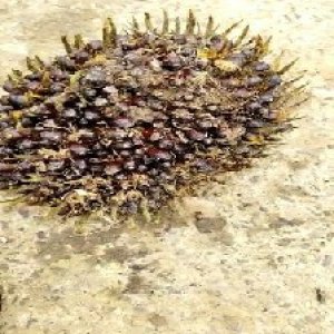 underripe_valid (199).jpg