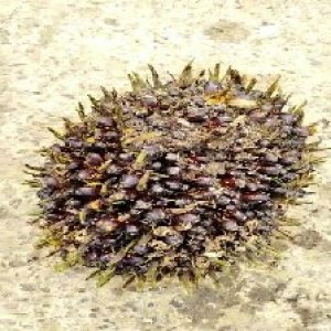 underripe_valid (201).jpg