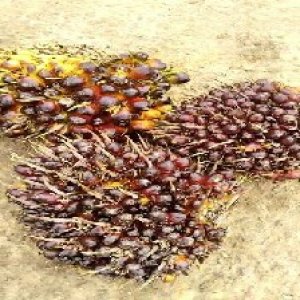 underripe_valid (202).jpg