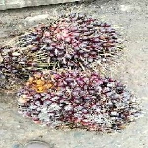 underripe_valid (203).jpg