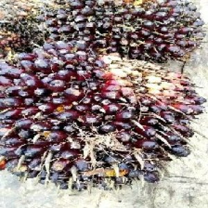 underripe_valid (205).jpg