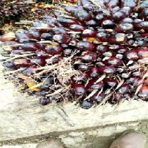 underripe_valid (206).jpg