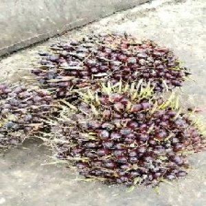 underripe_valid (208).jpg