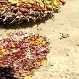 underripe_valid (21).jpg