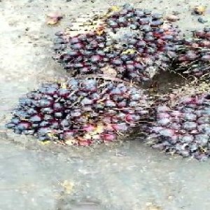 underripe_valid (211).jpg