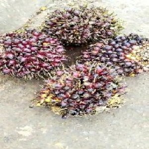 underripe_valid (214).jpg