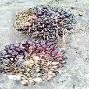 underripe_valid (217).jpg