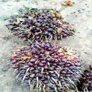 underripe_valid (219).jpg