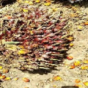 underripe_valid (22).jpg