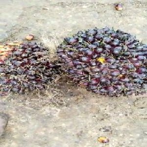 underripe_valid (221).jpg