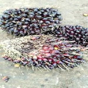 underripe_valid (222).jpg