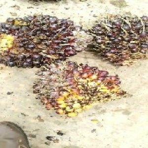 underripe_valid (223).jpg