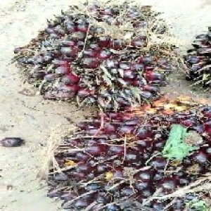 underripe_valid (227).jpg