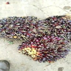 underripe_valid (229).jpg