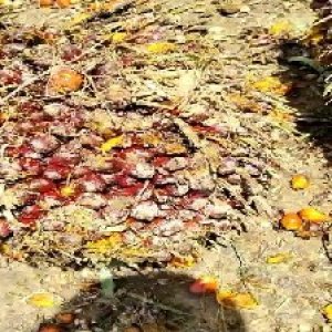 underripe_valid (23).jpg