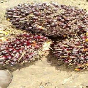 underripe_valid (231).jpg