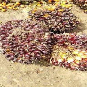 underripe_valid (232).jpg